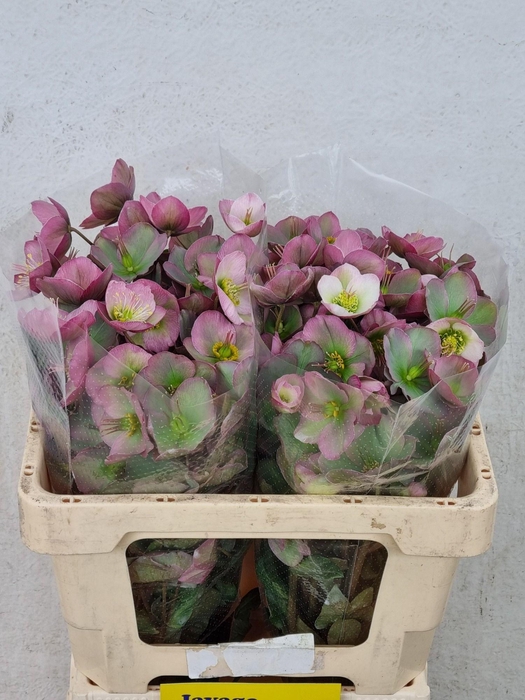 <h4>HELL FRK DOROTH DAWN</h4>