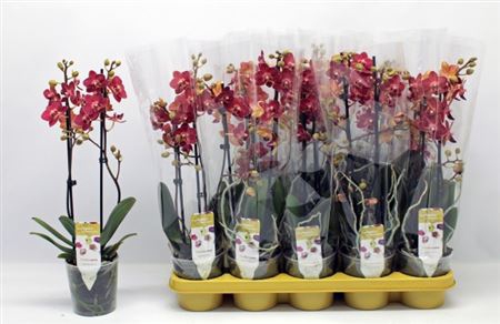 <h4>Phal Ov Rood 2 Branches 16+</h4>