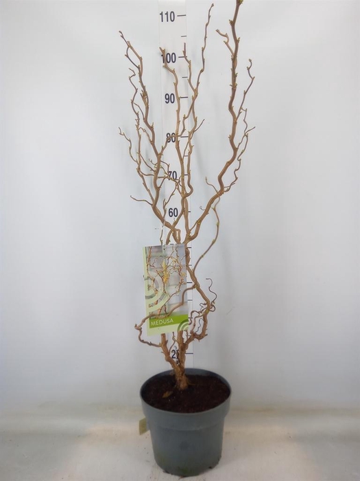 <h4>Corylus avellana</h4>