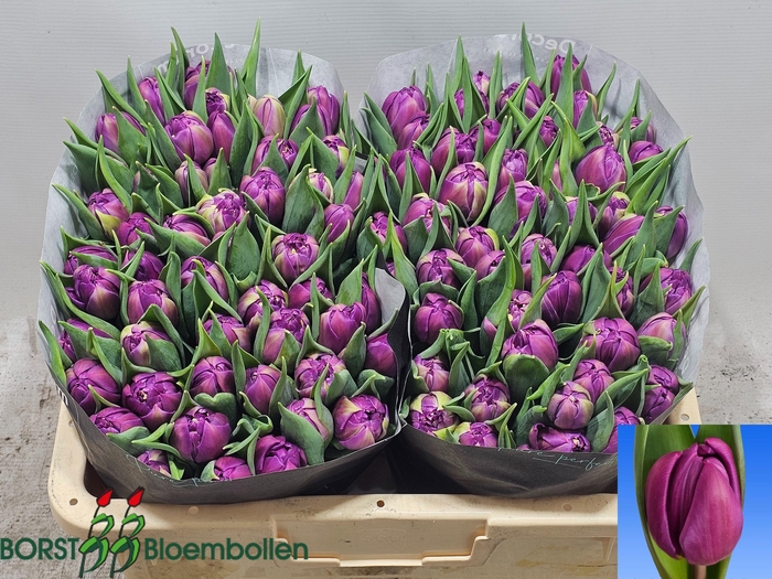 <h4>TU DU RESPECTABLE</h4>