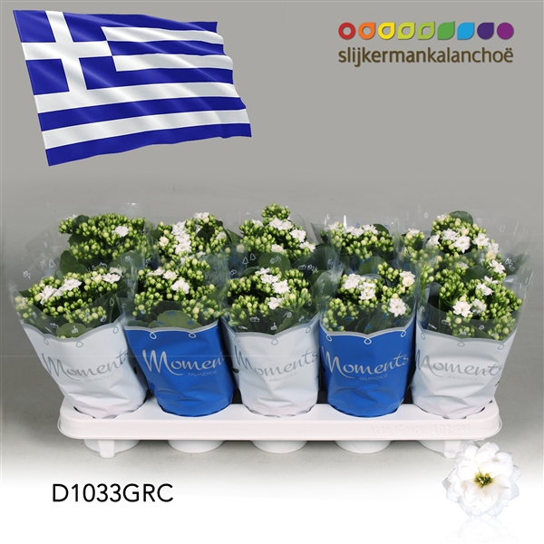 <h4>Kalanchoe Moments - Greece flag</h4>