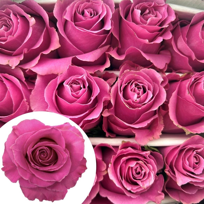 <h4>R Eq Breathless</h4>