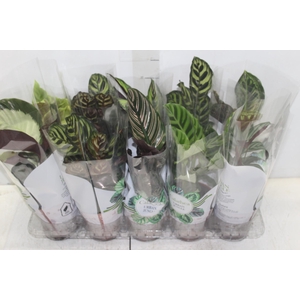 CALATHEA P12 VARIADO