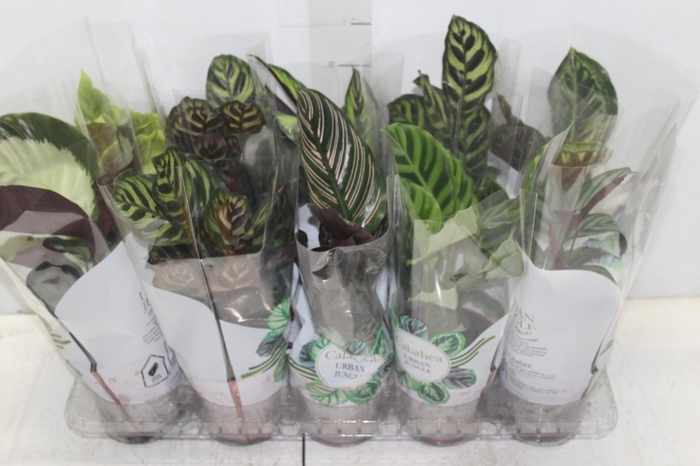 <h4>CALATHEA P12 VARIADO</h4>