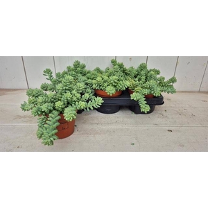 SEDUM BURRITO