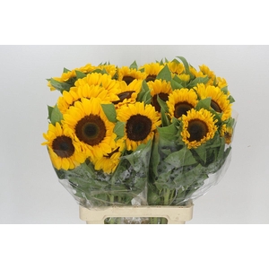 Helianthus Vincent's Choice