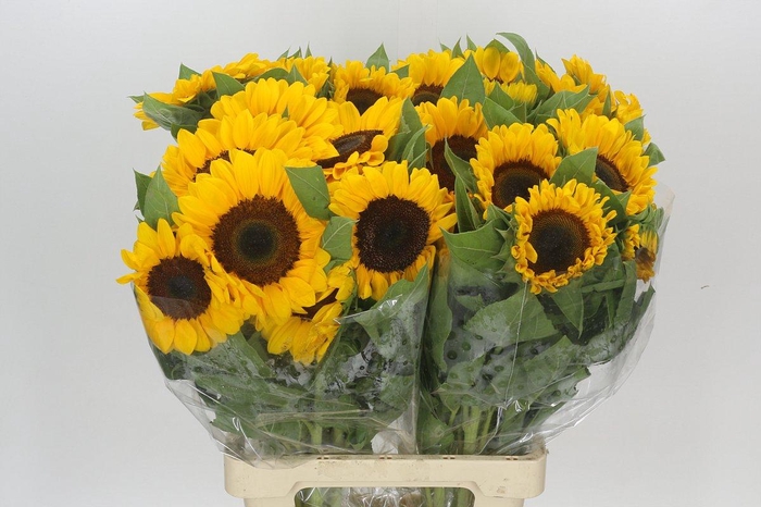 <h4>Helianthus Vincent's Choice</h4>