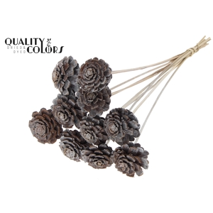 Pine cone cut 5-7cm on stem Frosted White