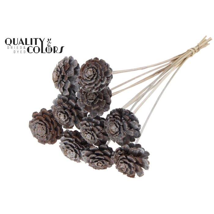 <h4>Pine cone cut 5-7cm on stem Frosted White</h4>