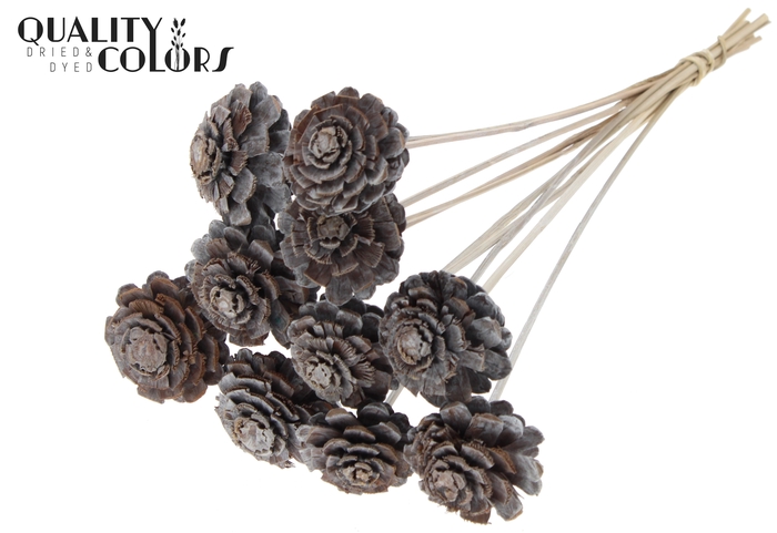 Pine cone cut 5-7cm on stem Frosted White