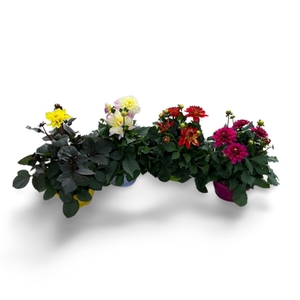 Dahlia overig stek/zaad