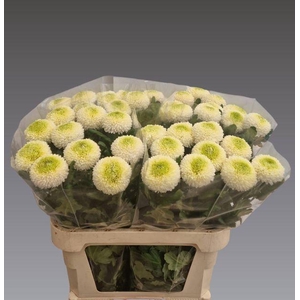 Chr G Boris Becker Kaapsebos