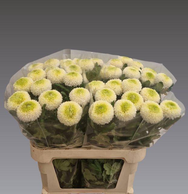 <h4>Chr G Boris Becker Kaapsebos</h4>