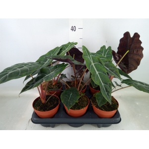 Alocasia   ...