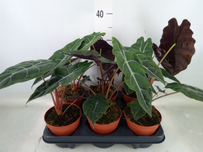 <h4>Alocasia   ...</h4>