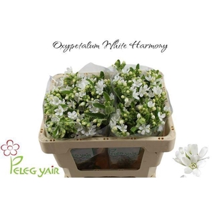 OXY CO PERF WHI HARM