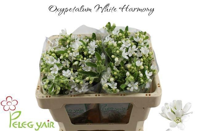 <h4>OXY CO PERF WHI HARM</h4>