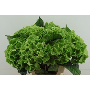 Hydr M. Cl. Emerald Green 60-20