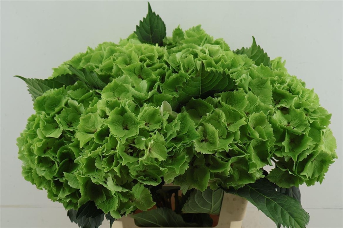 <h4>Hydr M. Cl. Emerald Green 60-20</h4>