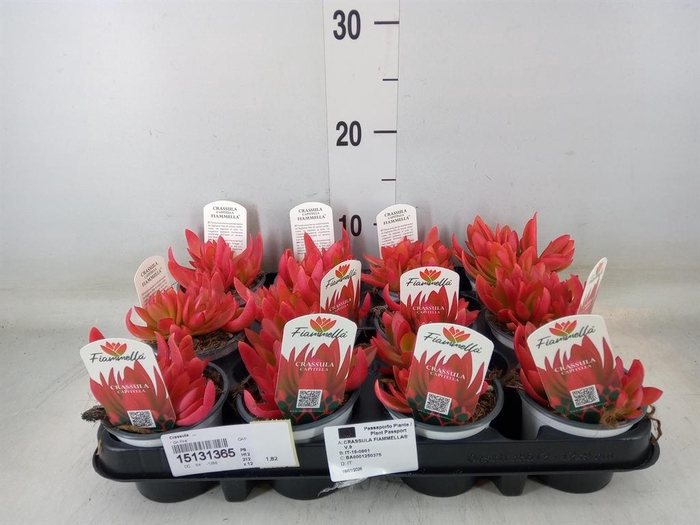 <h4>Crassula ...</h4>