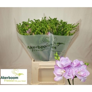 Freesia dub Romantic Lavender