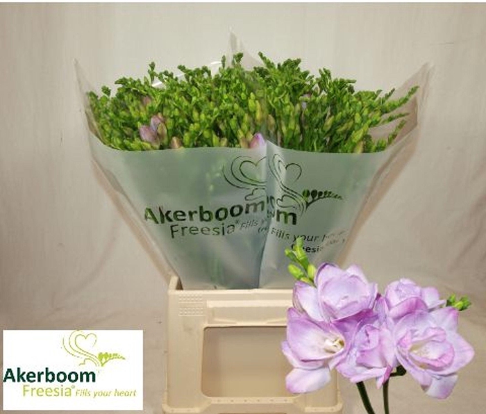 <h4>Freesia dub Romantic Lavender</h4>