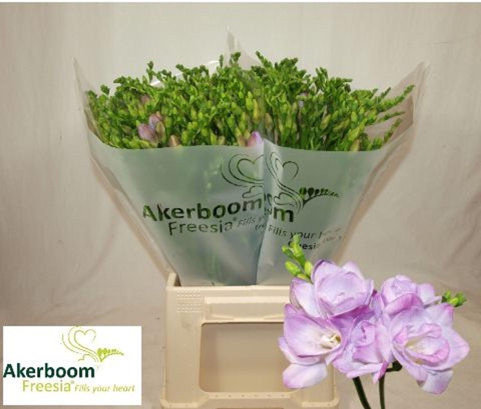 <h4>Freesia dub Romantic Lavender</h4>