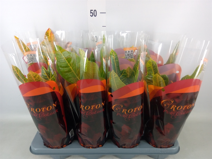 <h4>Codiaeum var. GR 'Excellent'</h4>