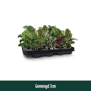 Calathea gemengd