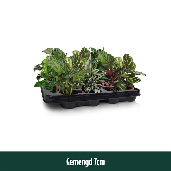<h4>Calathea gemengd</h4>