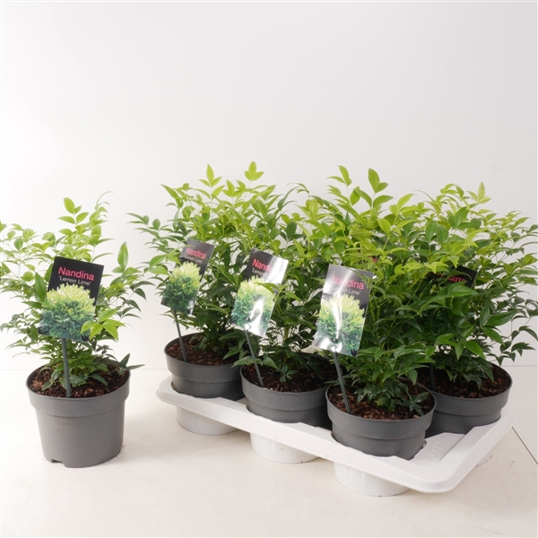 <h4>Nandina domestica 'Lemon and Lime' P17</h4>