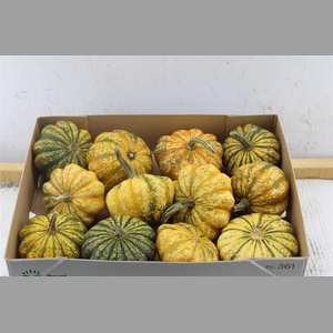 Cucurbita Autumn
