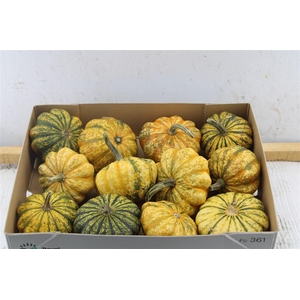 Cucurbita Autumn