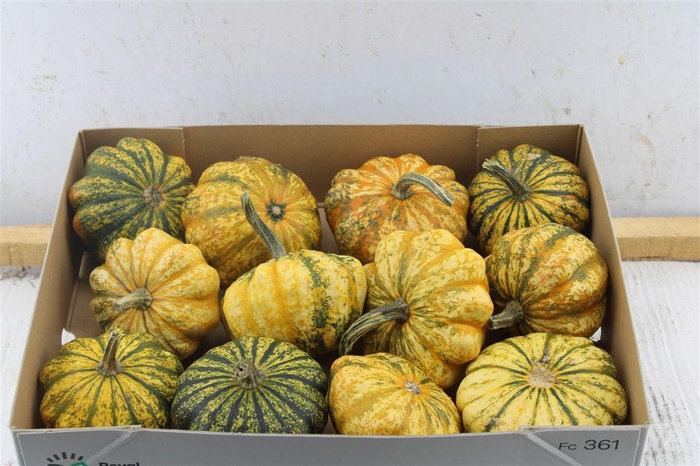 <h4>Cucurbita Autumn</h4>