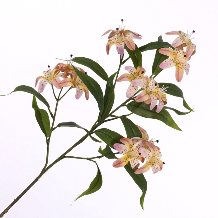 <h4>Lilium Spray Pink Yellow</h4>