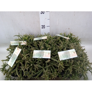 Rhipsalis baccifera subsp. horrida