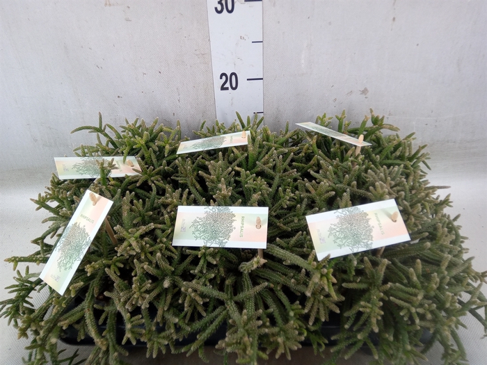 <h4>Rhipsalis baccifera subsp. horrida</h4>