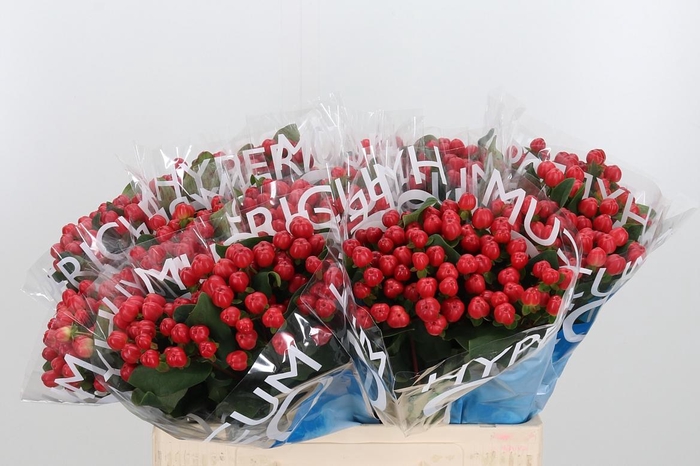 <h4>Hyp Coco Tango</h4>