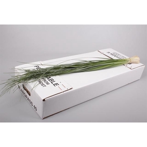 BEARGRASS X 40 G.O. AIR