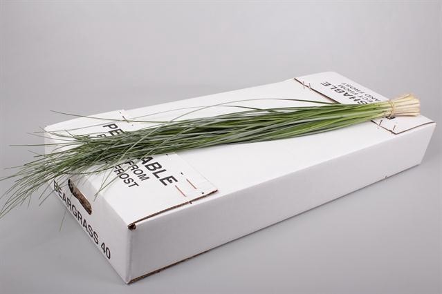 BEARGRASS X 40 G.O. AIR