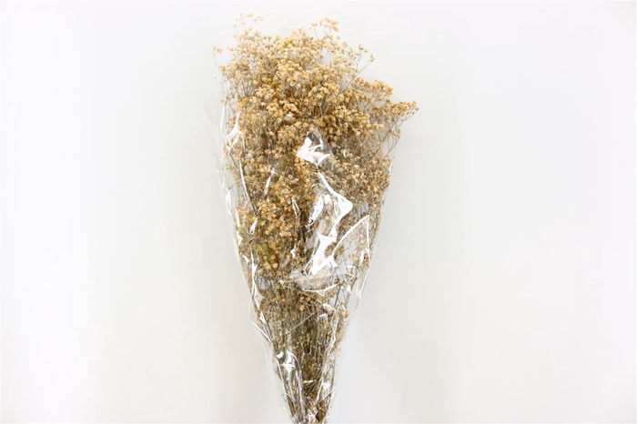 Pres Gypsophila Dusty Natural Bunch