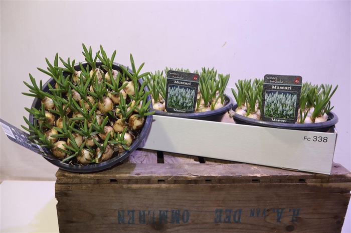 <h4>Muscar Manon</h4>