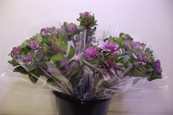 <h4>Brass Red Crane</h4>