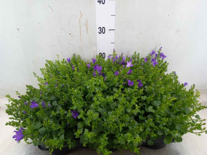 <h4>Campanula porten. 'Blueone'</h4>