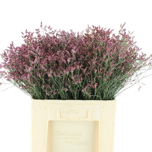 Limonium Scarlet Diamond