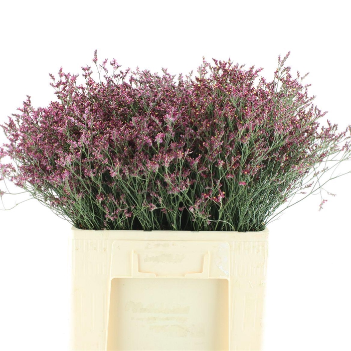 <h4>Limonium Scarlet Diamond</h4>
