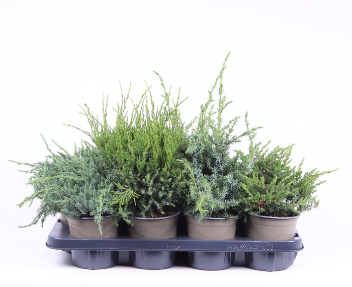 <h4>Juniperus gemengde bak</h4>