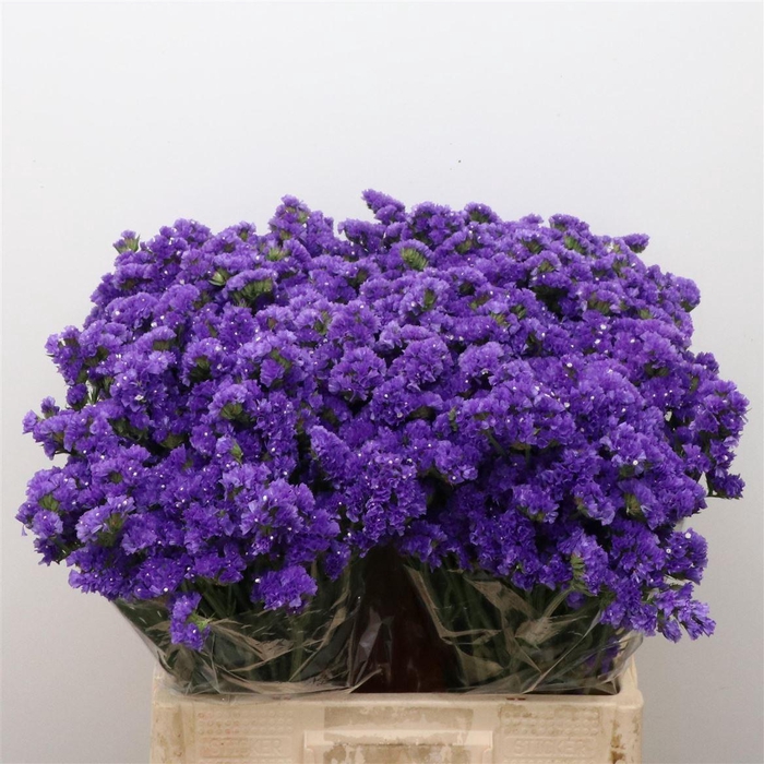 <h4>Limonium St Blue Birds X50</h4>