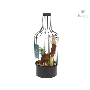 Metaal fles zwart Medium met Tillandsia Air Plants