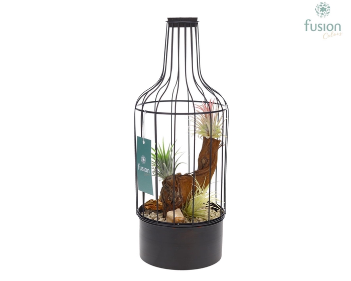 <h4>Metaal fles zwart Medium met Tillandsia Air Plants</h4>